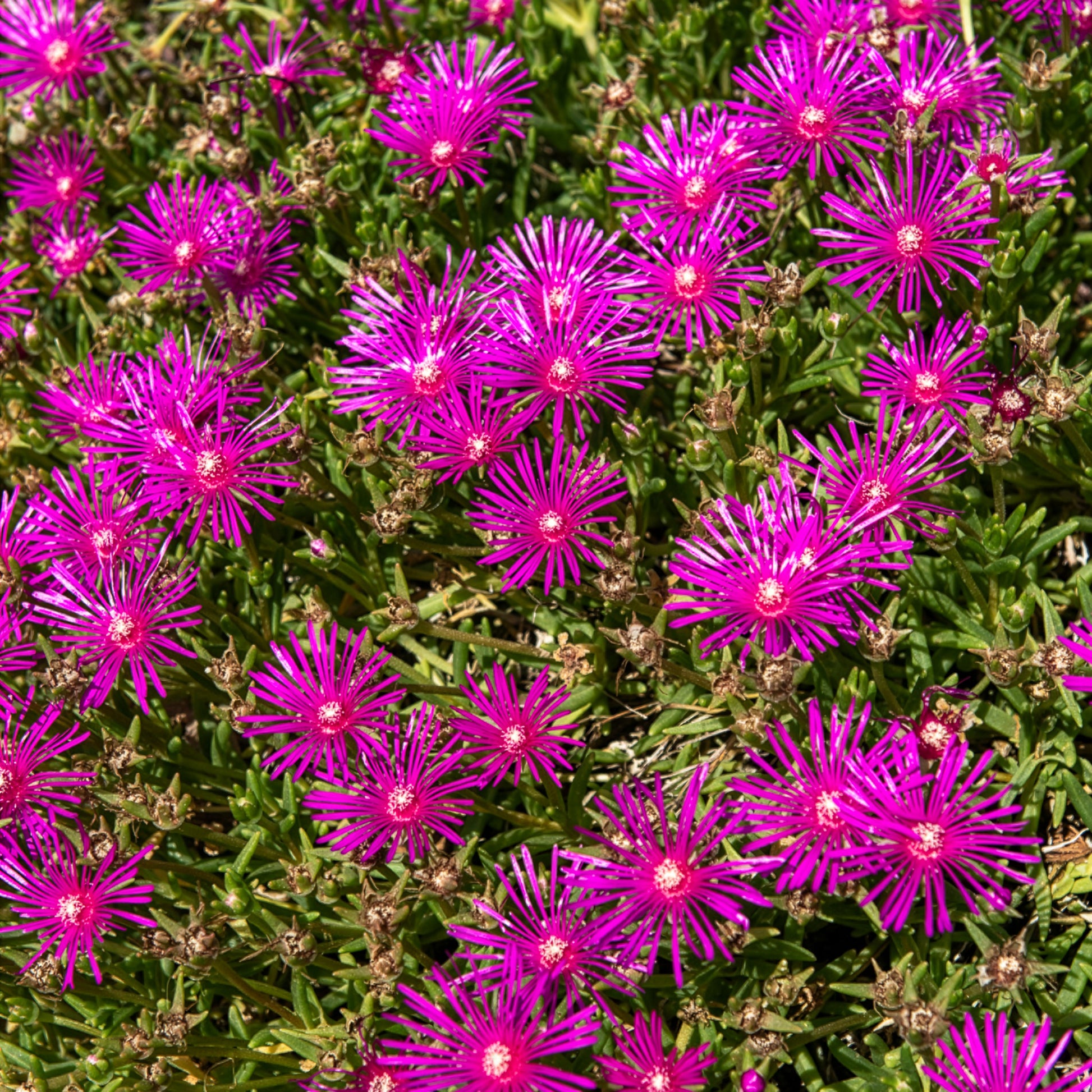 Stauden Mittagsblume - Delosperma cooperi - Bakker