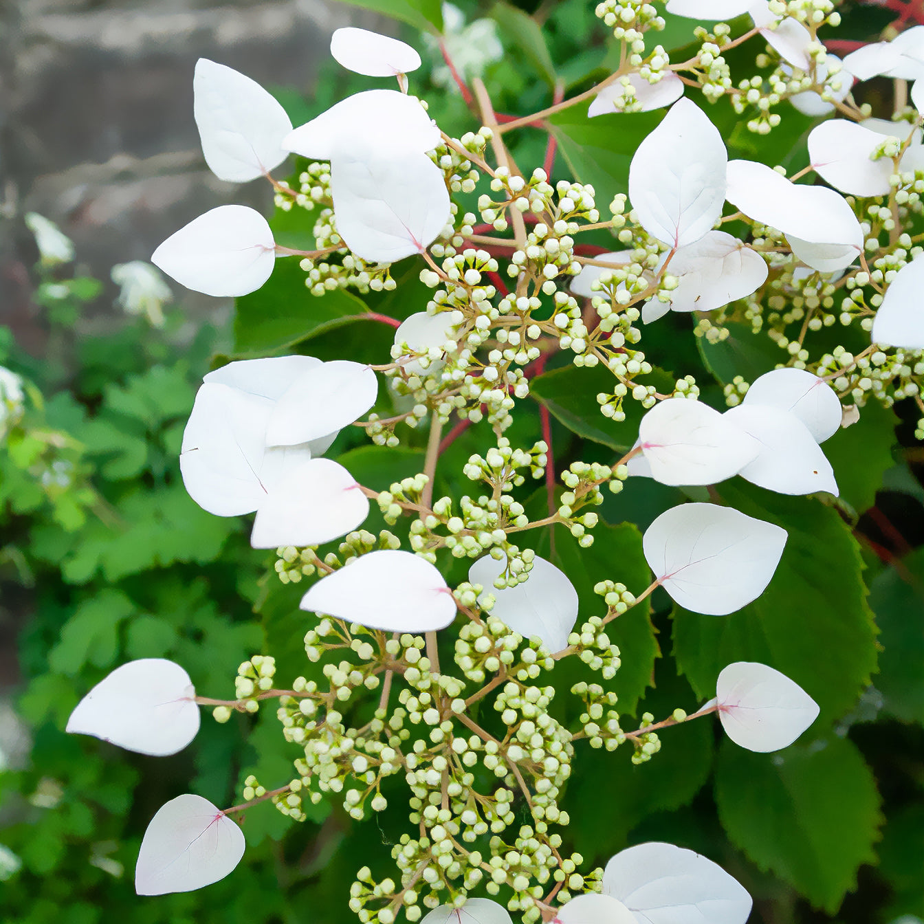 Spalthortensie - Schizophragma hydrangeoïdes - Bakker