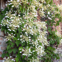 Schizophragma hydrangeoïdes - Spalthortensie - Kletterhortensie