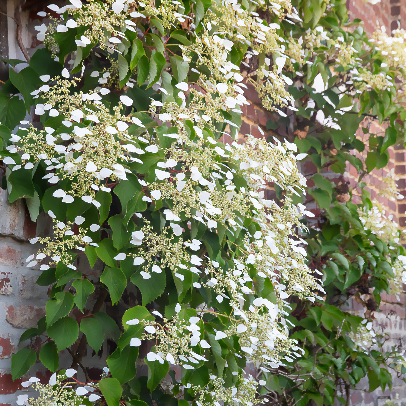 Schizophragma hydrangeoïdes - Spalthortensie - Kletterhortensie