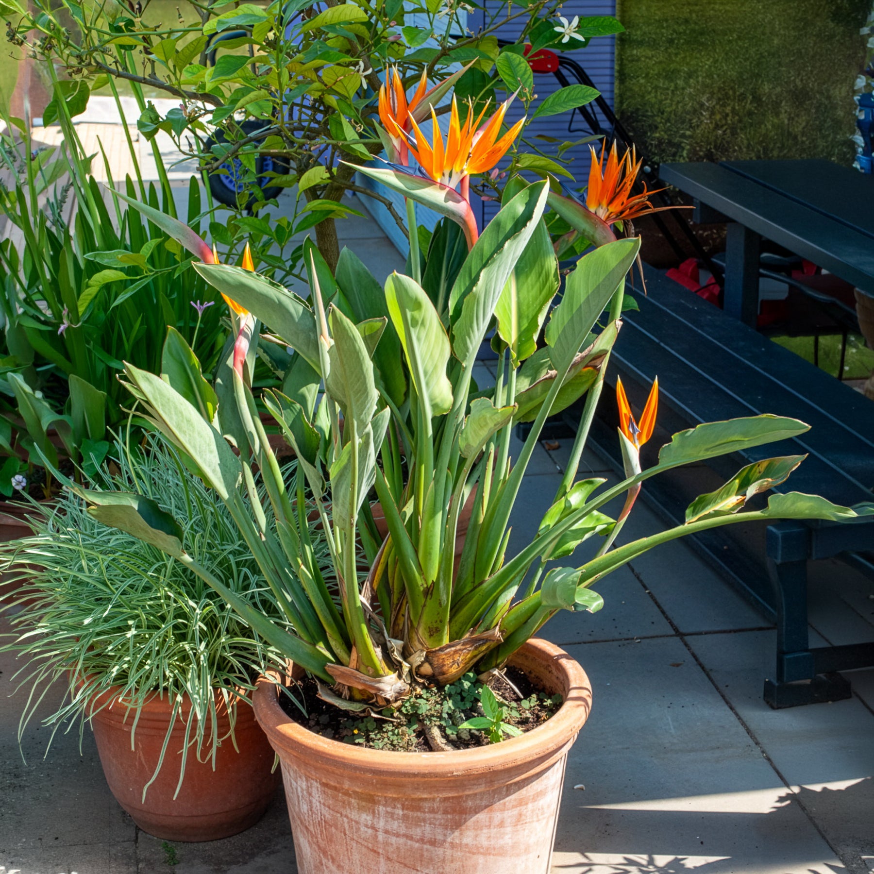 Verkauf Paradiesvogelblume Strelitzia - Strelitzia reginae