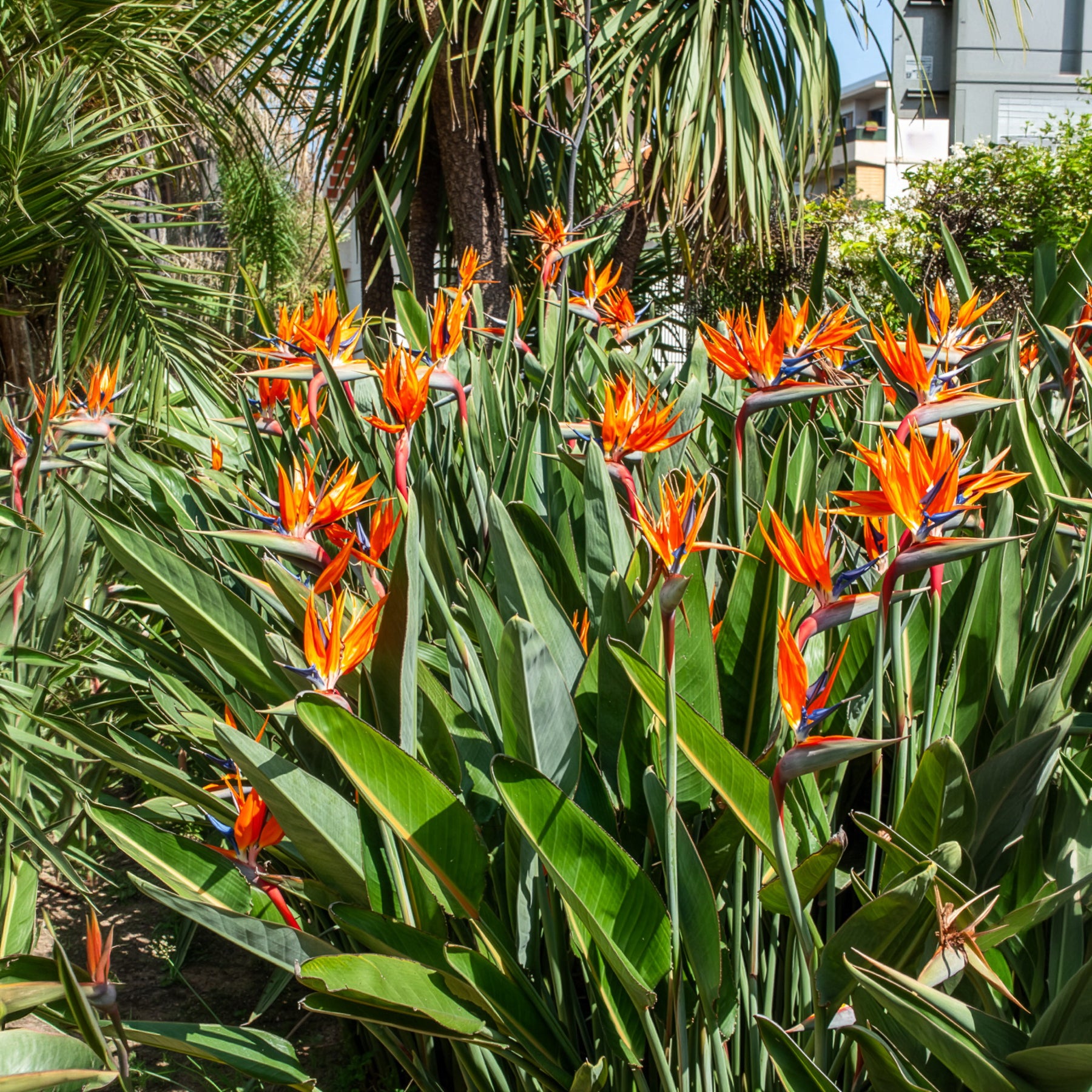 Verkauf Paradiesvogelblume Strelitzia - Strelitzia reginae - Paradiesvogelblume