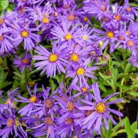 Sommer-Aster 'Veilchenkönigin' - Aster amellus veilchenkönigin - Bakker