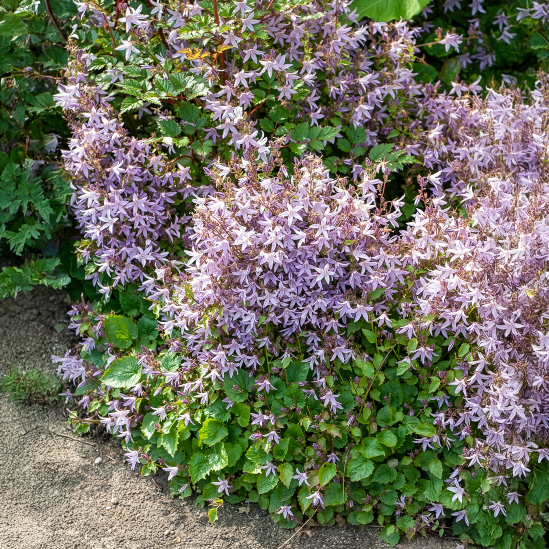Hängepolster-Glockenblume Lisduggan - Campanula poscharskyana Lisduggan Variety - Bakker