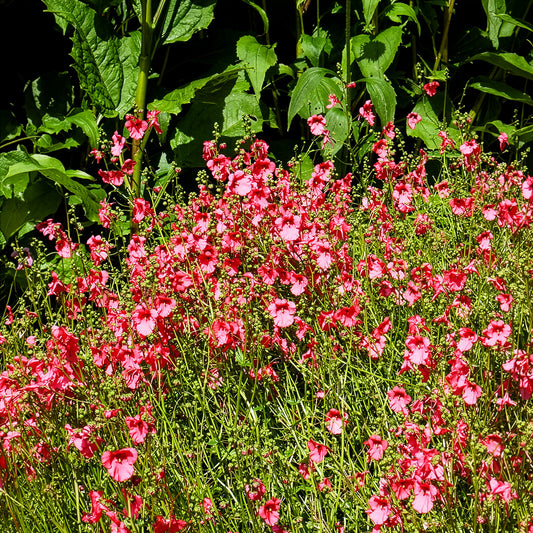 Doppelhörnchen Ruby Field - Bakker