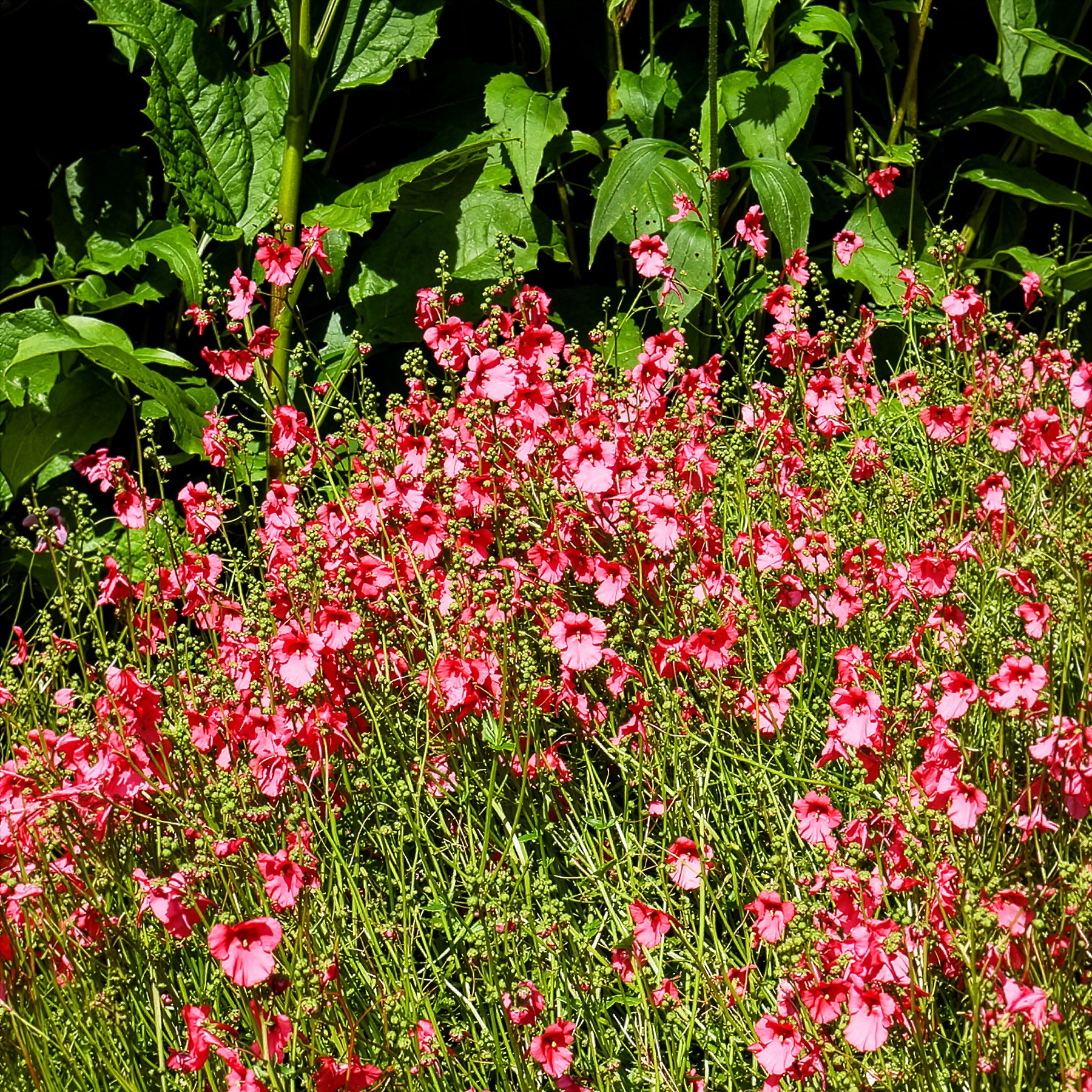 Doppelhörnchen Ruby Field - Bakker