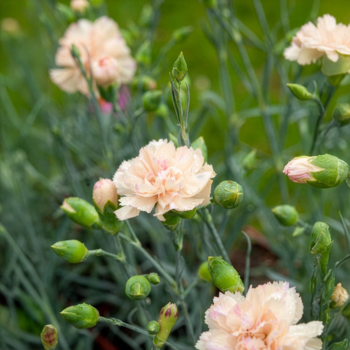 Dianthus plumarius Devon Cream - Feder-Nelke Devon Cream - Nelken - Dianthus