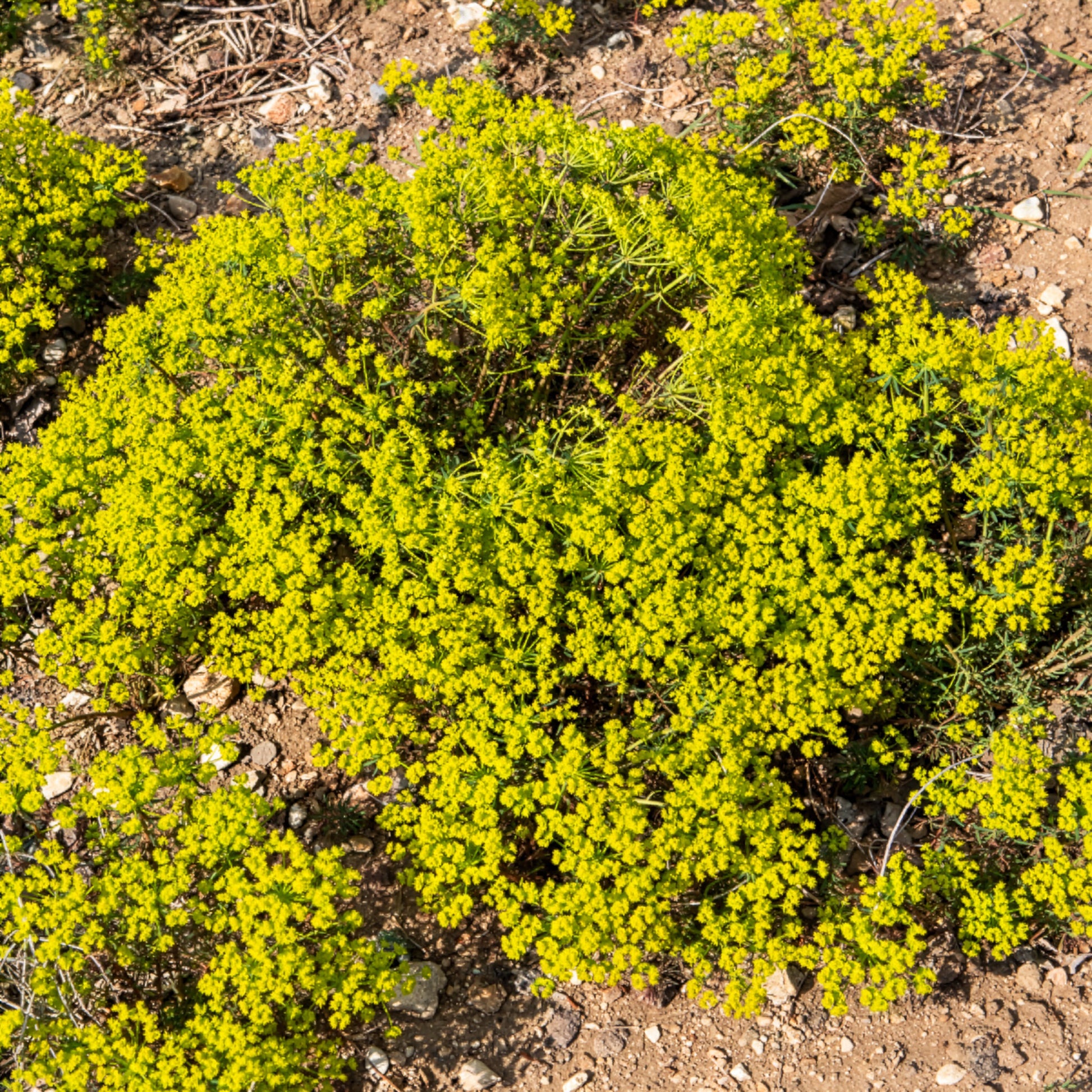 Verkauf Zypressen-Wolfsmilch - Euphorbia cyparissias