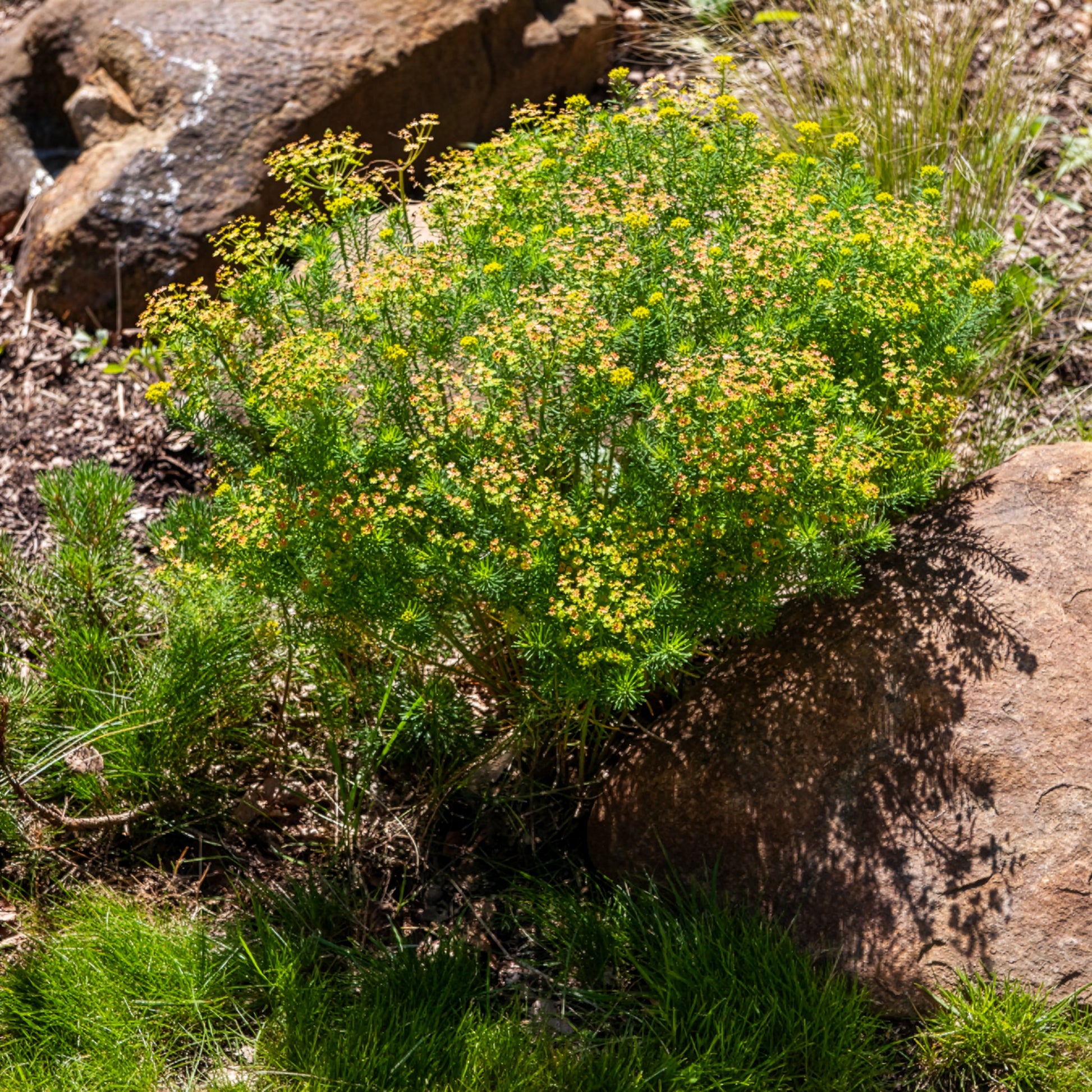 Wolfsmilch   - Zypressen-Wolfsmilch - Euphorbia cyparissias