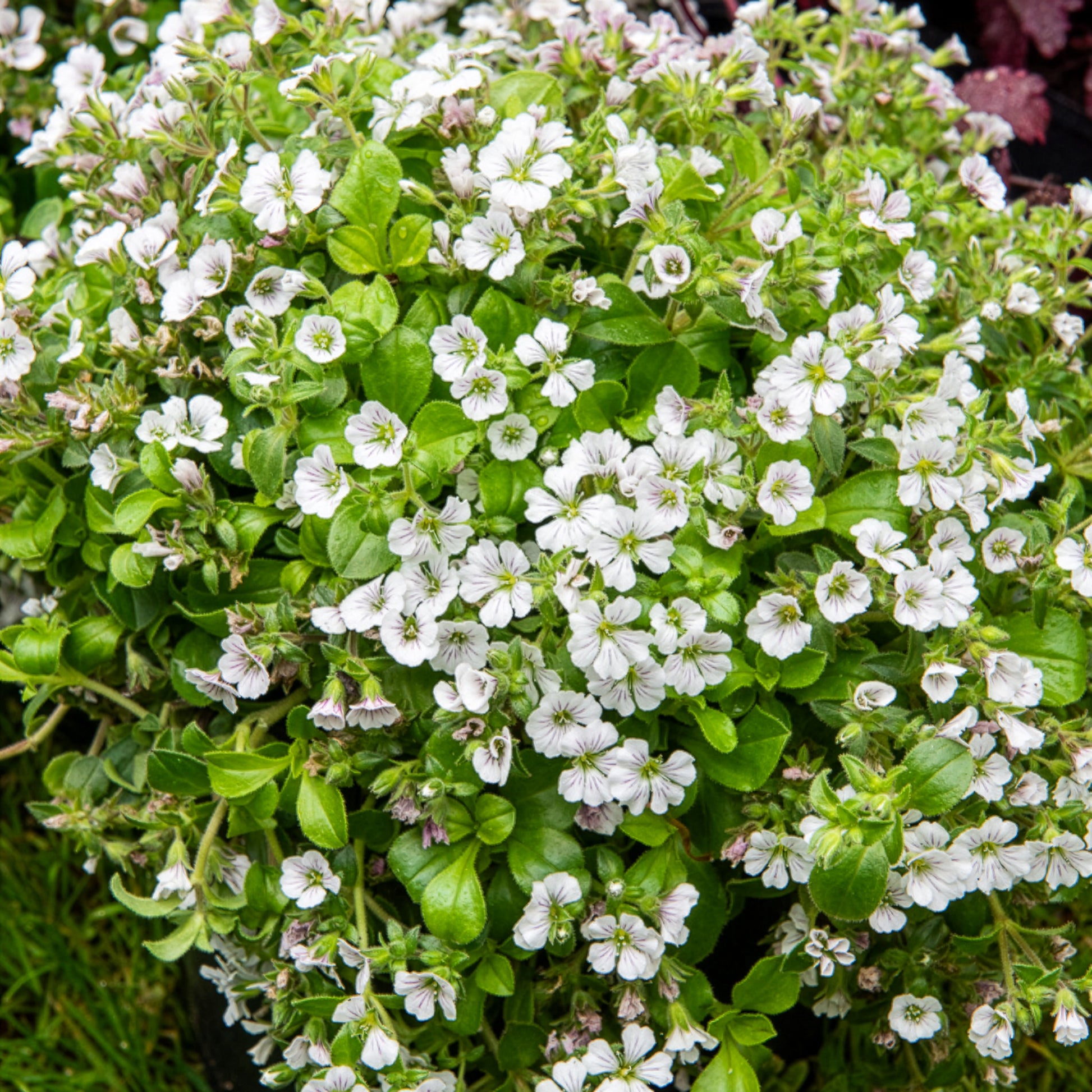 Himalaya-Schleierkraut - Gypsophila cerastioides - Bakker