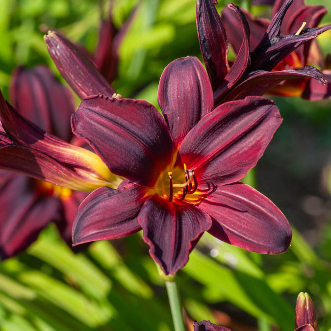 Taglilie ‘American Revolution’ - Hemerocallis american revolution - Bakker