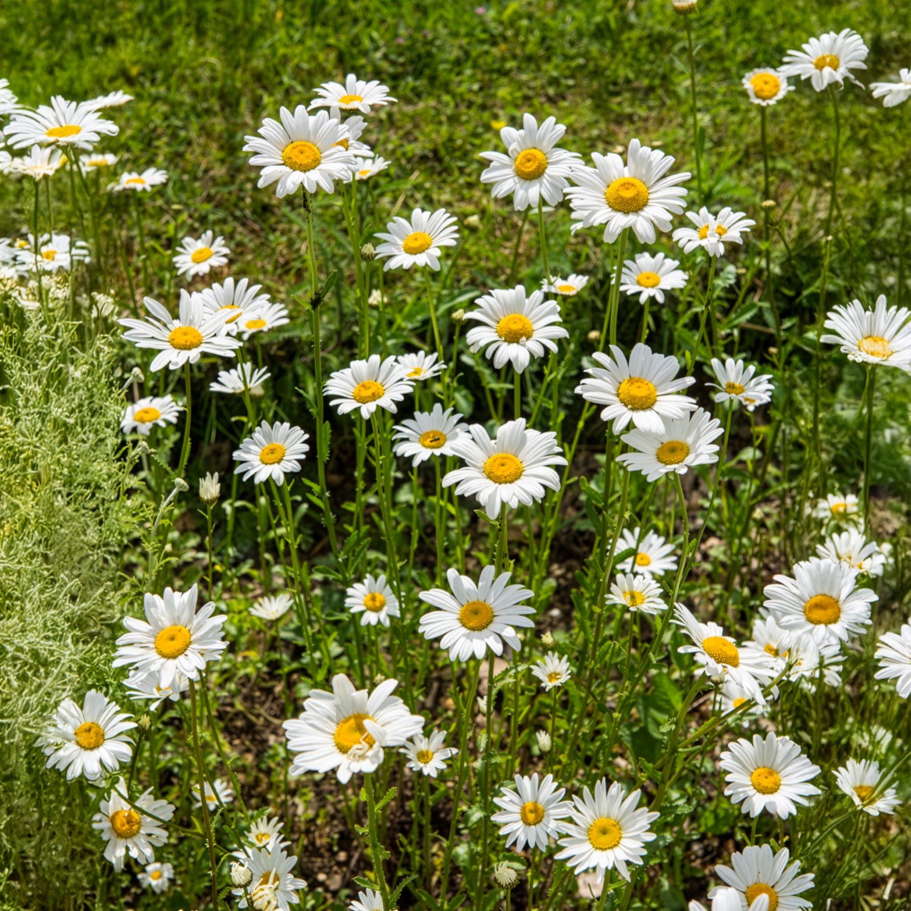 Wiesen-Margerite - Bakker