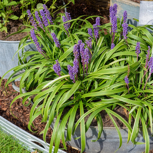 Liliengras Gold Banded - Bakker
