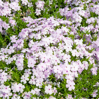 Teppich-Phlox ‘Lilac Cloud’ - Bakker