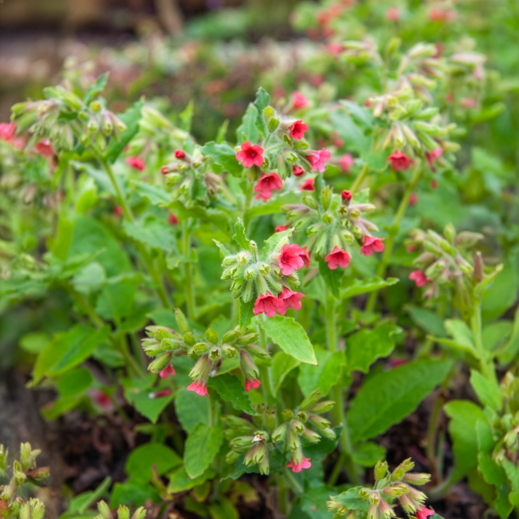 Rotblühendes Lungenkraut - Pulmonaria rubra - Bakker