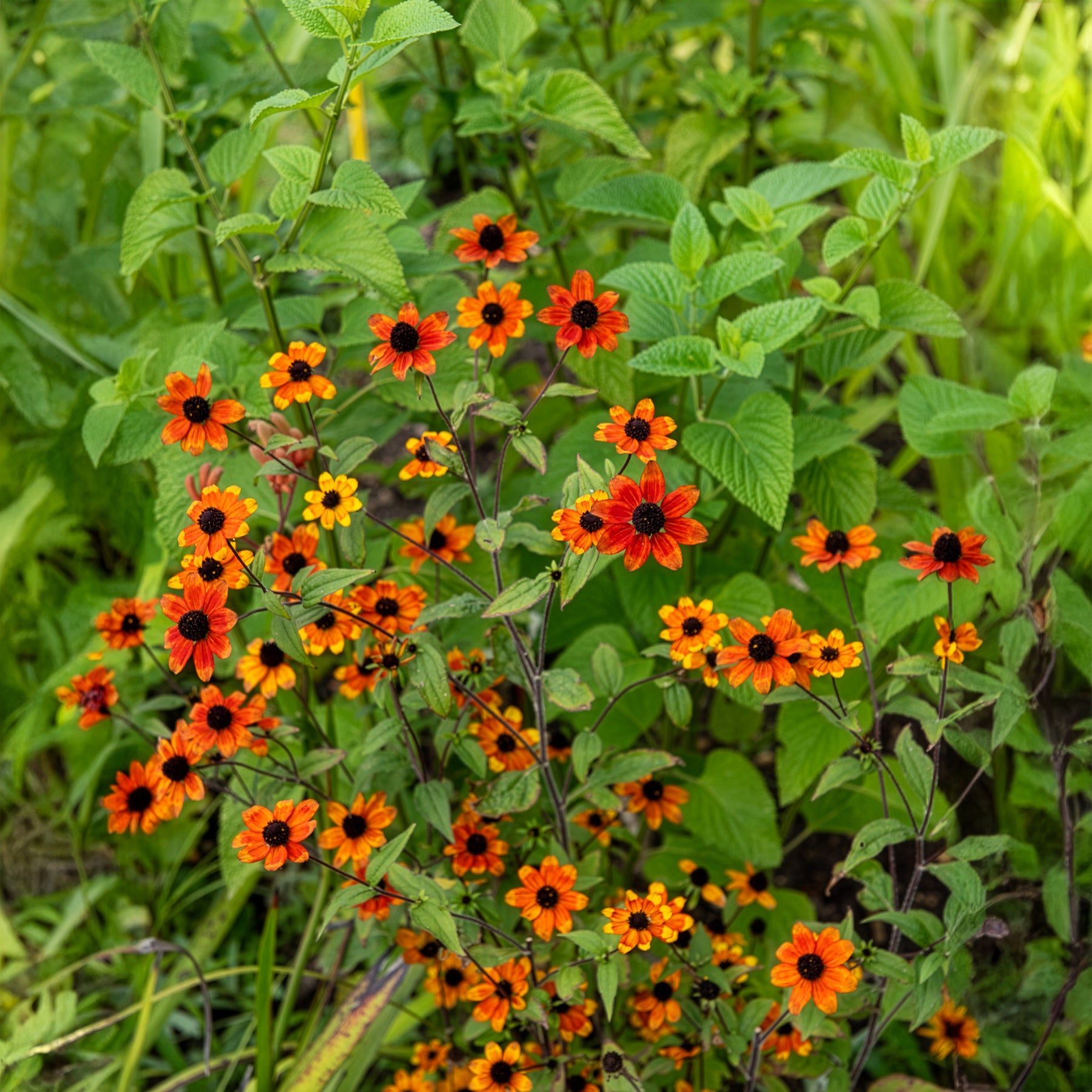 Rudbeckia - Sonnenhut Prairie Glow - Rudbeckia triloba Prairie Glow