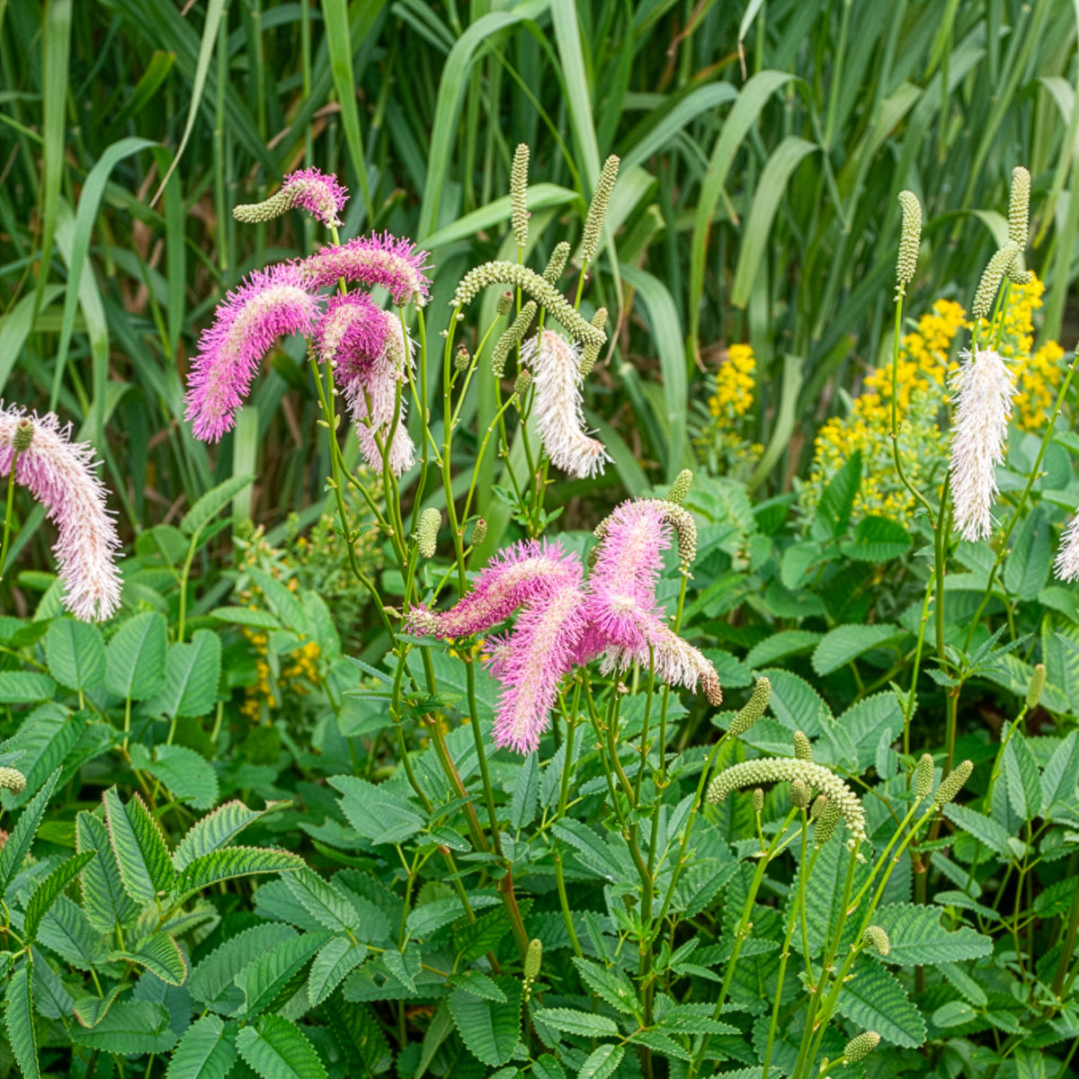 Koreanischer Wiesenknopf Pink Brushes - Bakker
