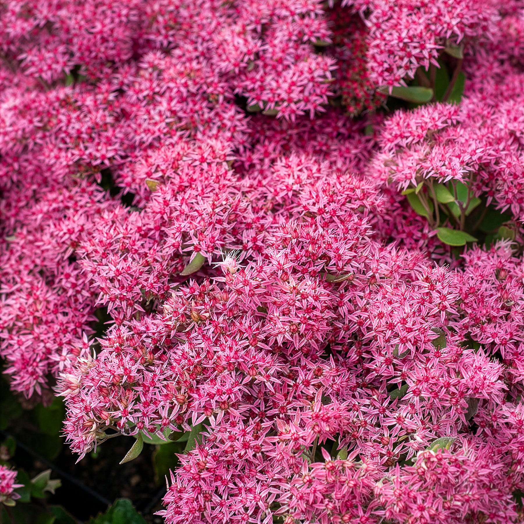 Großes Fettblatt Mr. Goodbud - Sedum Mr Goodbud - Bakker