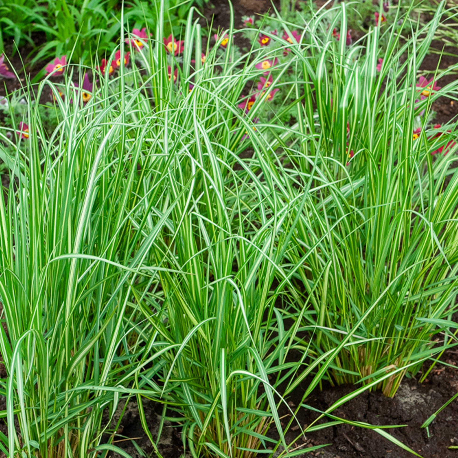Reitgras Avalanche - Calamagrostis acutiflora avalanche - Bakker