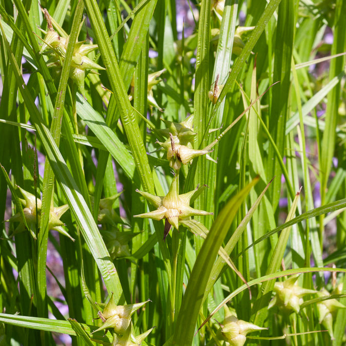 Keulensegge - Carex grayi - Bakker