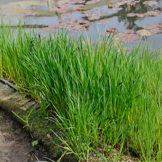 Ufersegge Carex - Bakker