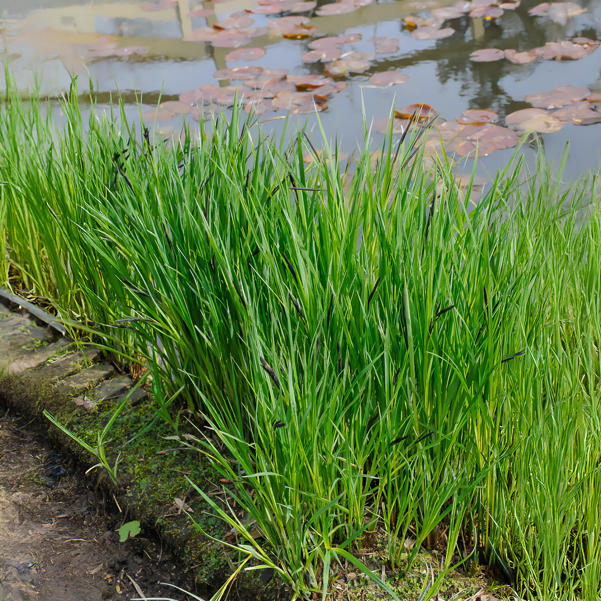 Ufersegge Carex - Bakker
