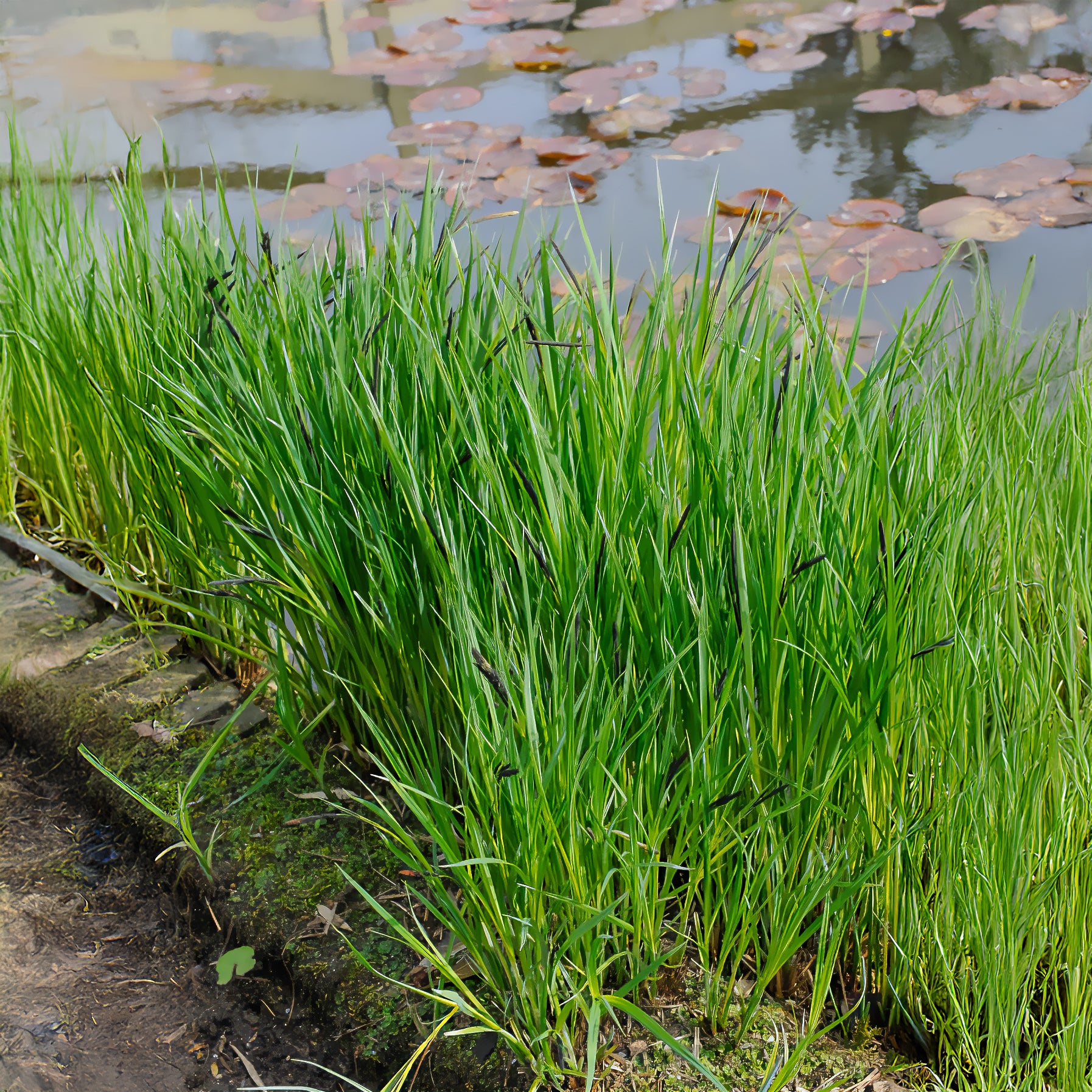 Ufersegge Carex - Bakker