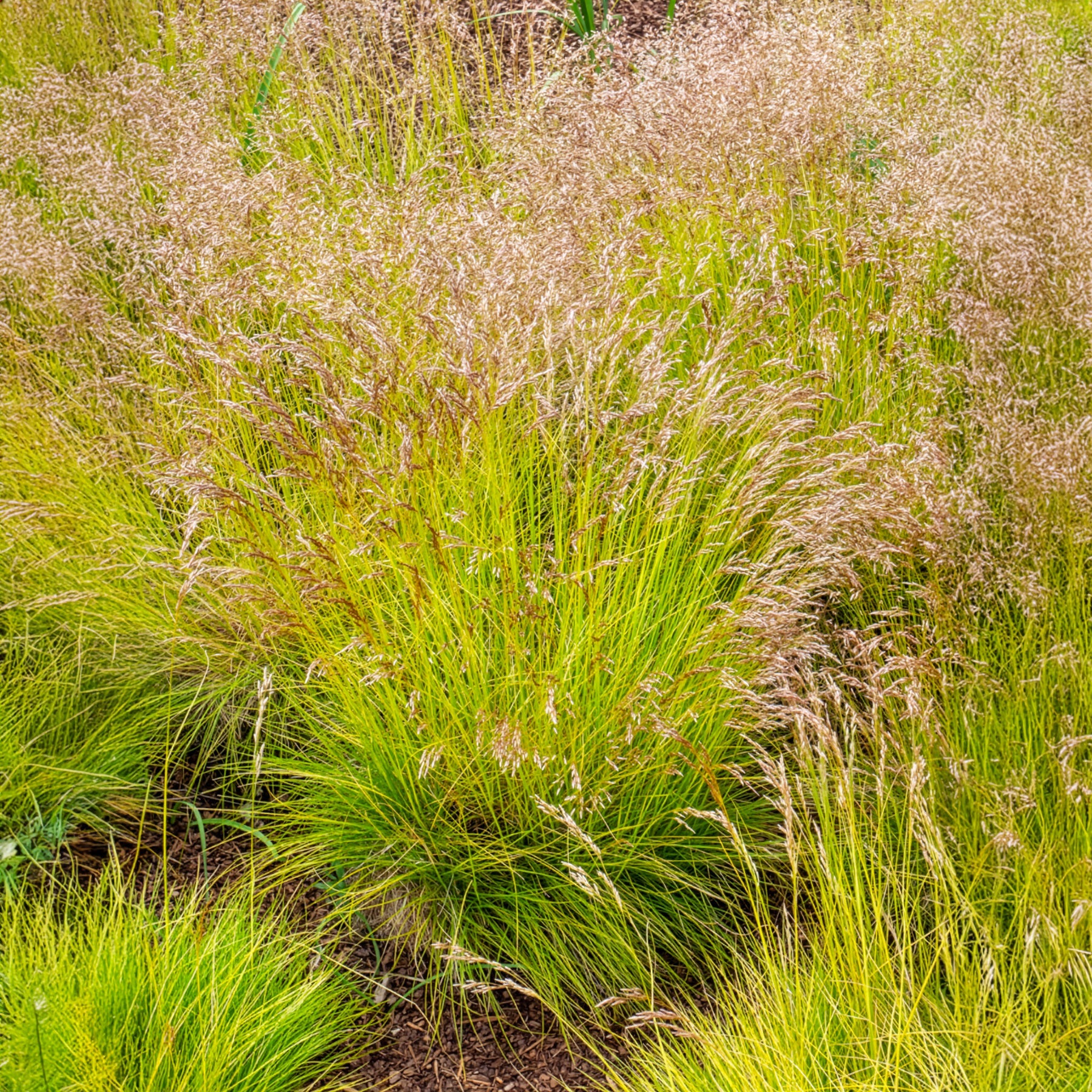Draht-Schmiele Tatra Gold - Deschampsia flexuosa Tatra Gold - Bakker