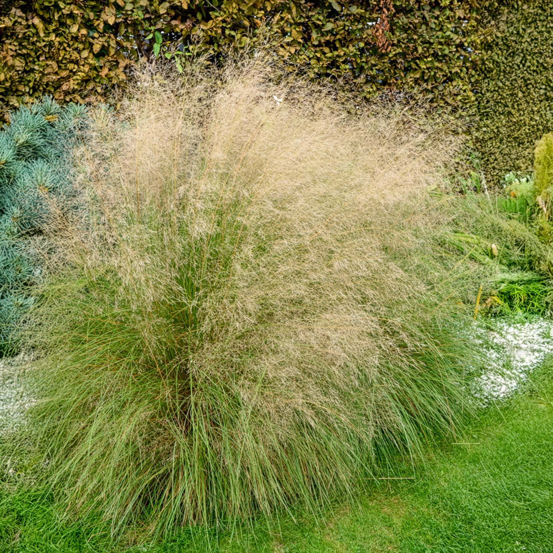 Eragrostis curvula - Schwachgekrümmtes Liebesgras - Gräser