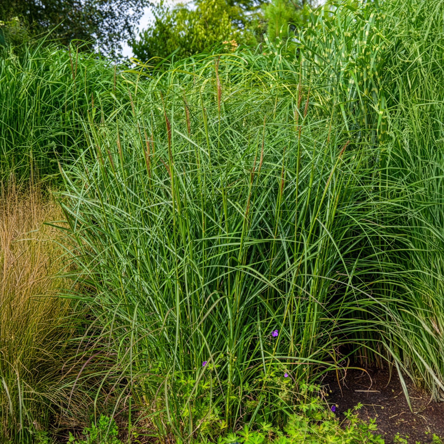 Miscanthus sinensis Kaskade - Chinaschilf Kaskade - Miscanthus