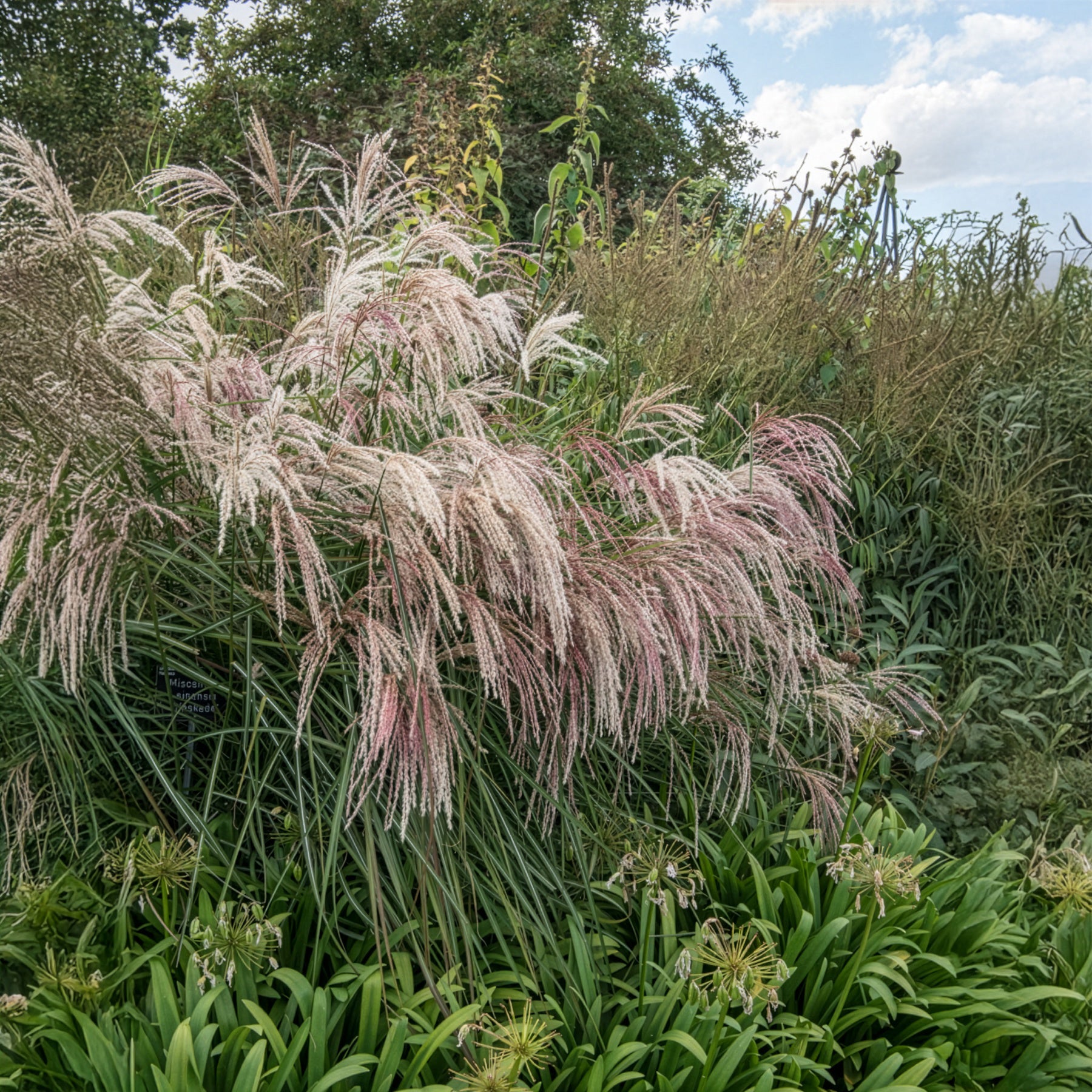 Miscanthus - Chinaschilf Kaskade - Miscanthus sinensis Kaskade