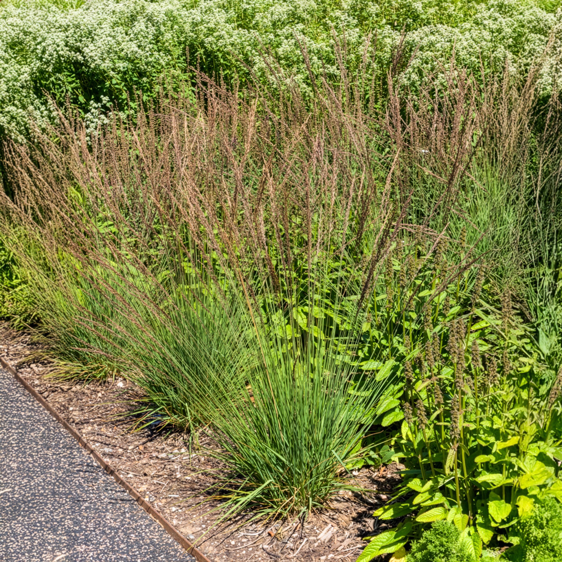 Molinia caerulea Edith Dudszus - Kleines Pfeifengras Edith Dudszus - Pfeifengras