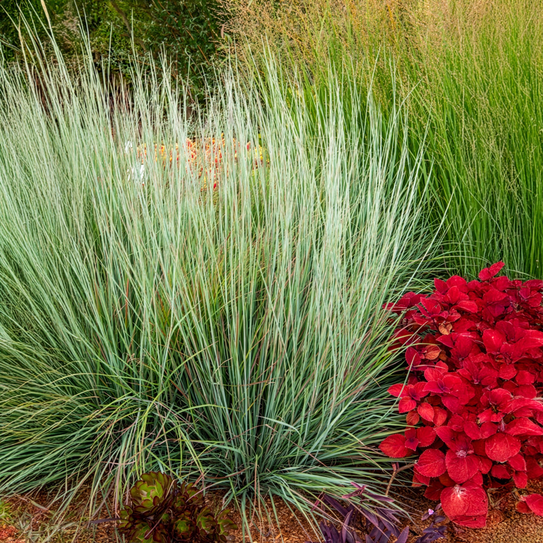 Schizachyrium scoparium Standing Ovation - Präriegras Standing Ovation - Schizachyrium