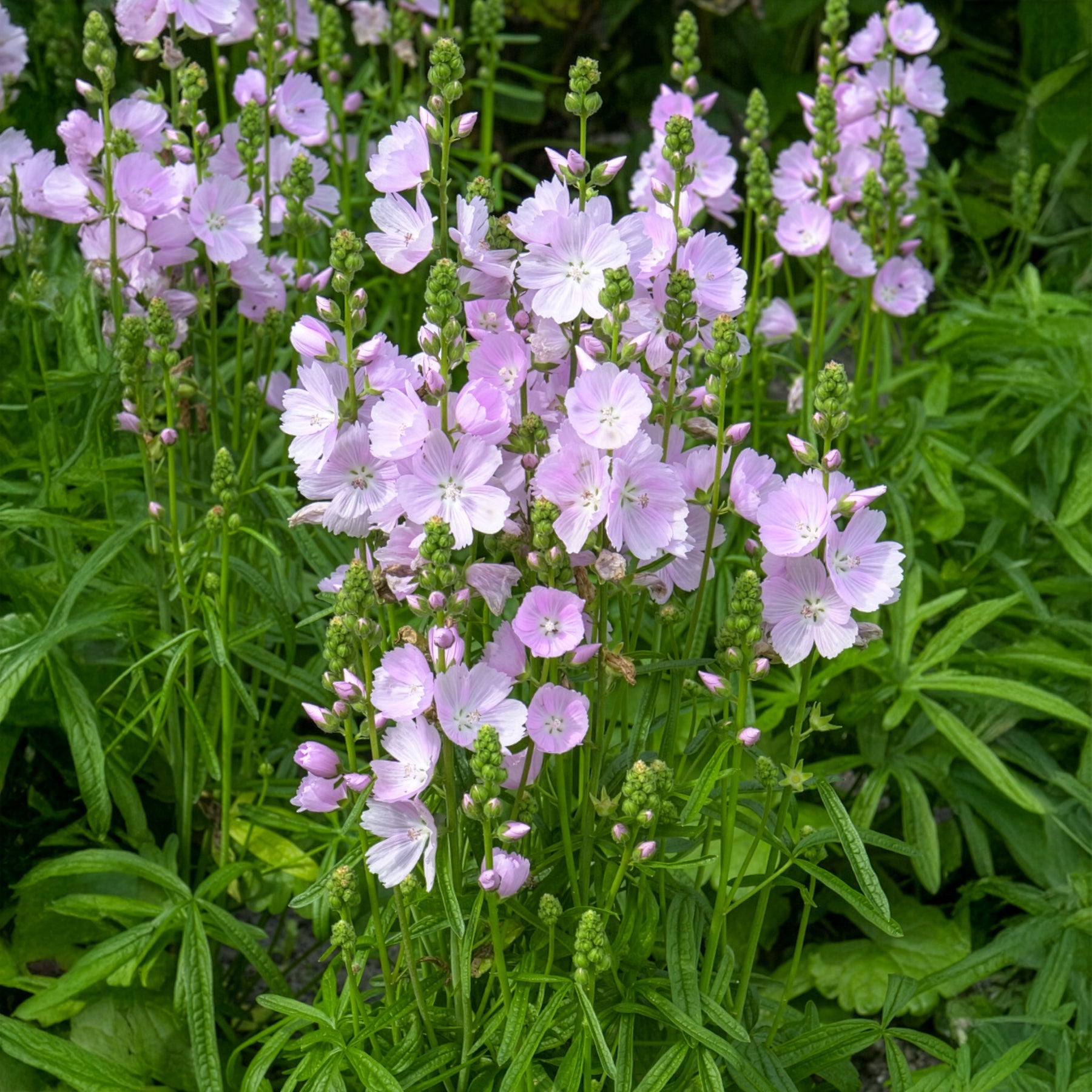 Schmuckmalve Little Princess - Sidalcea Little Princess - Bakker