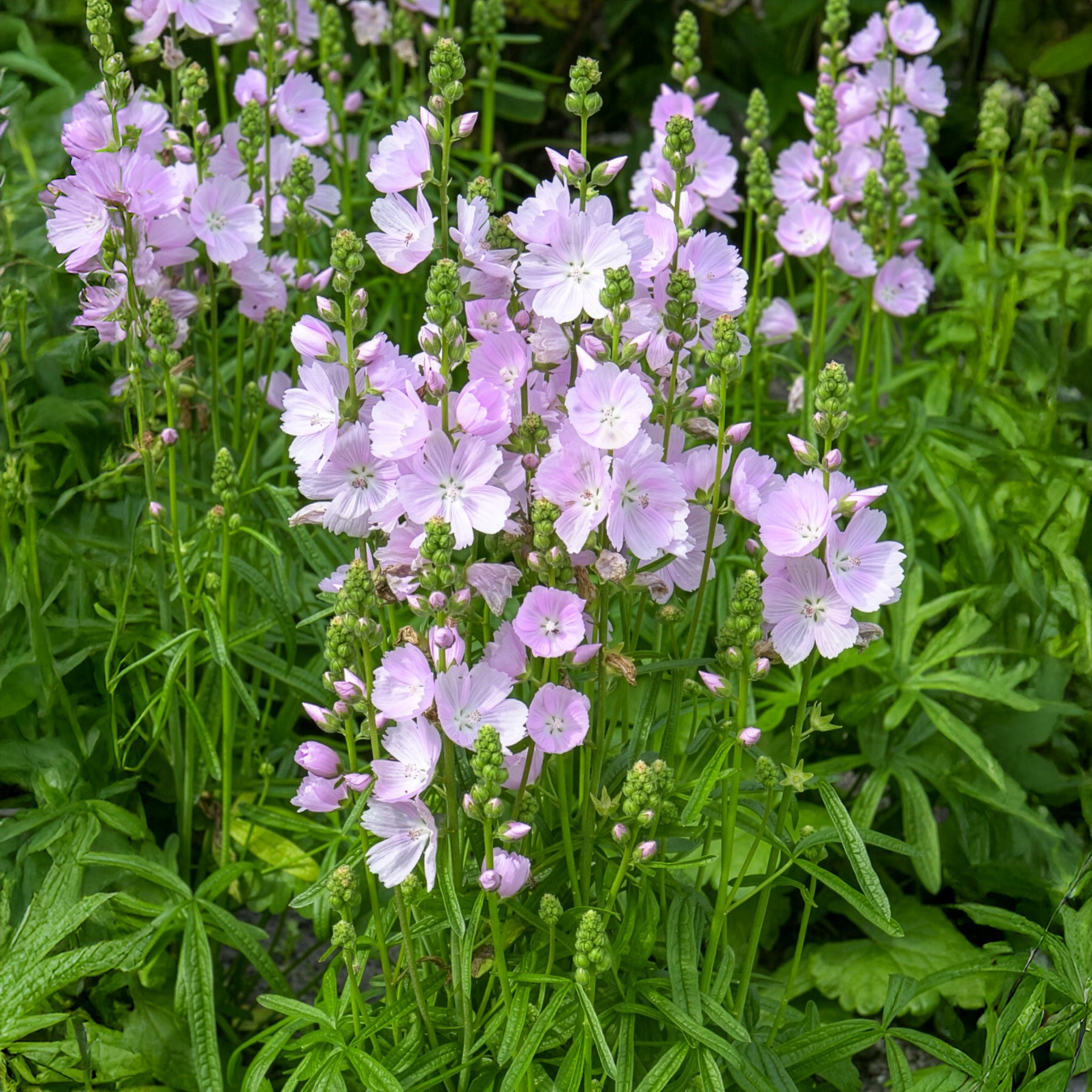 Sidalcea Little Princess - Schmuckmalve Little Princess - Sidalcea - Prachtnelke