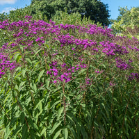 Arkansas-Scheinaster - Vernonia crinita - Bakker