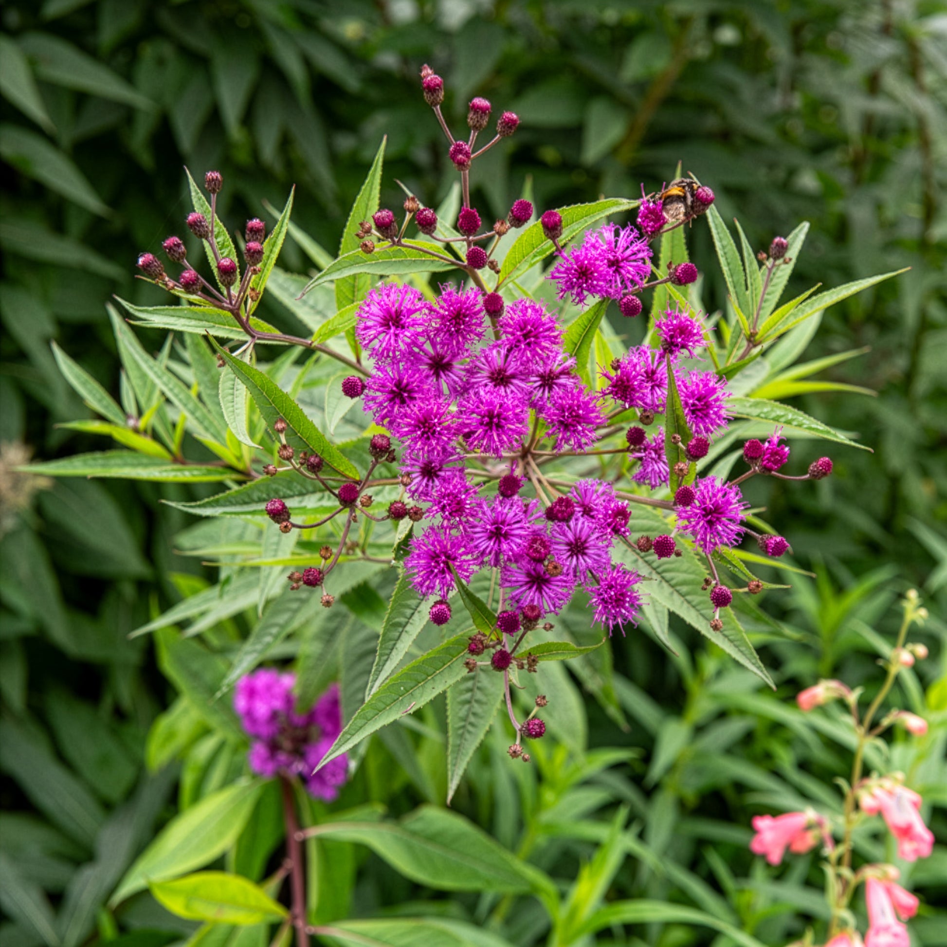 Wildpflanzen für den Garten - Arkansas-Scheinaster - Vernonia crinita