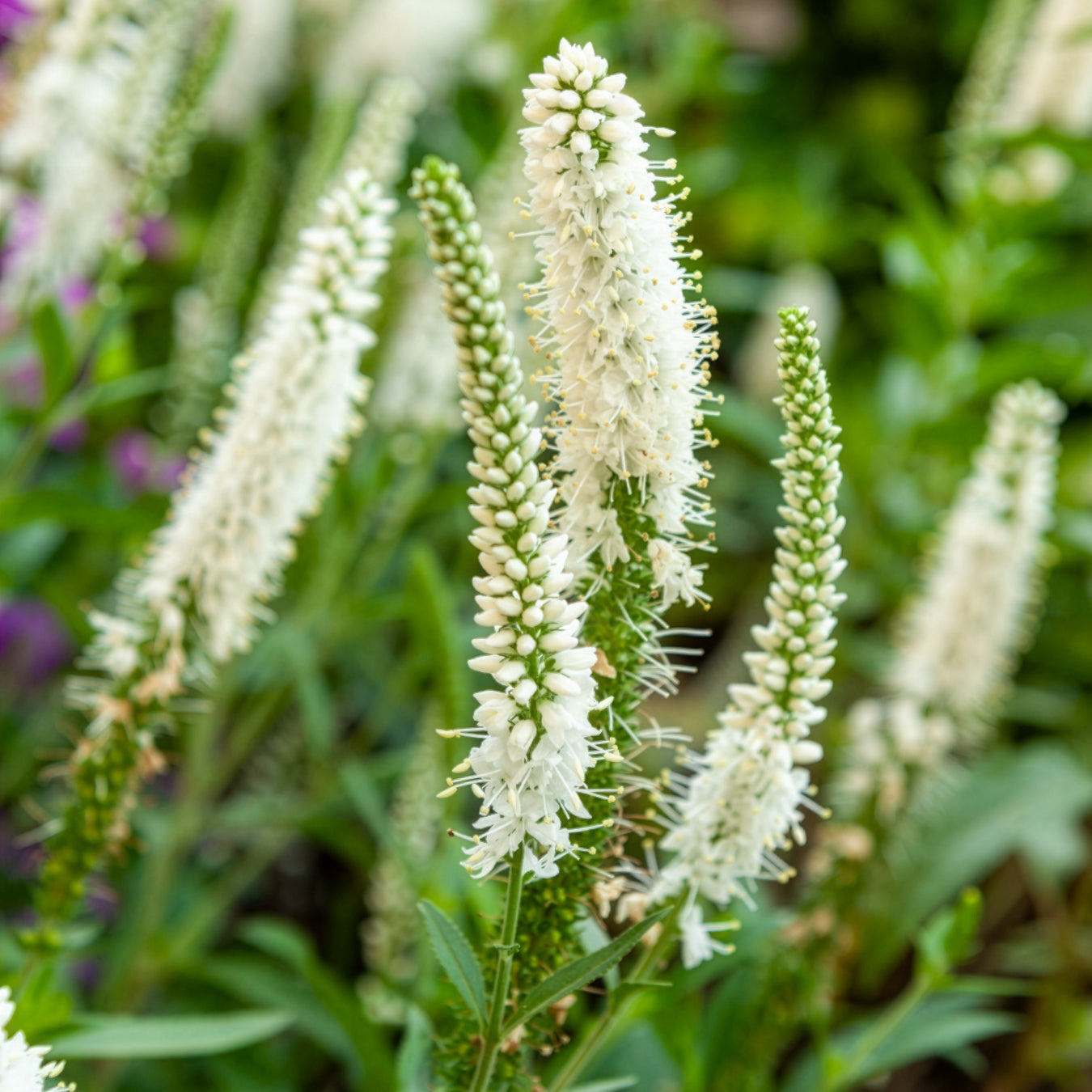 Scheinähriger Ehrenpreis Alba - Veronica spicata alba - Bakker