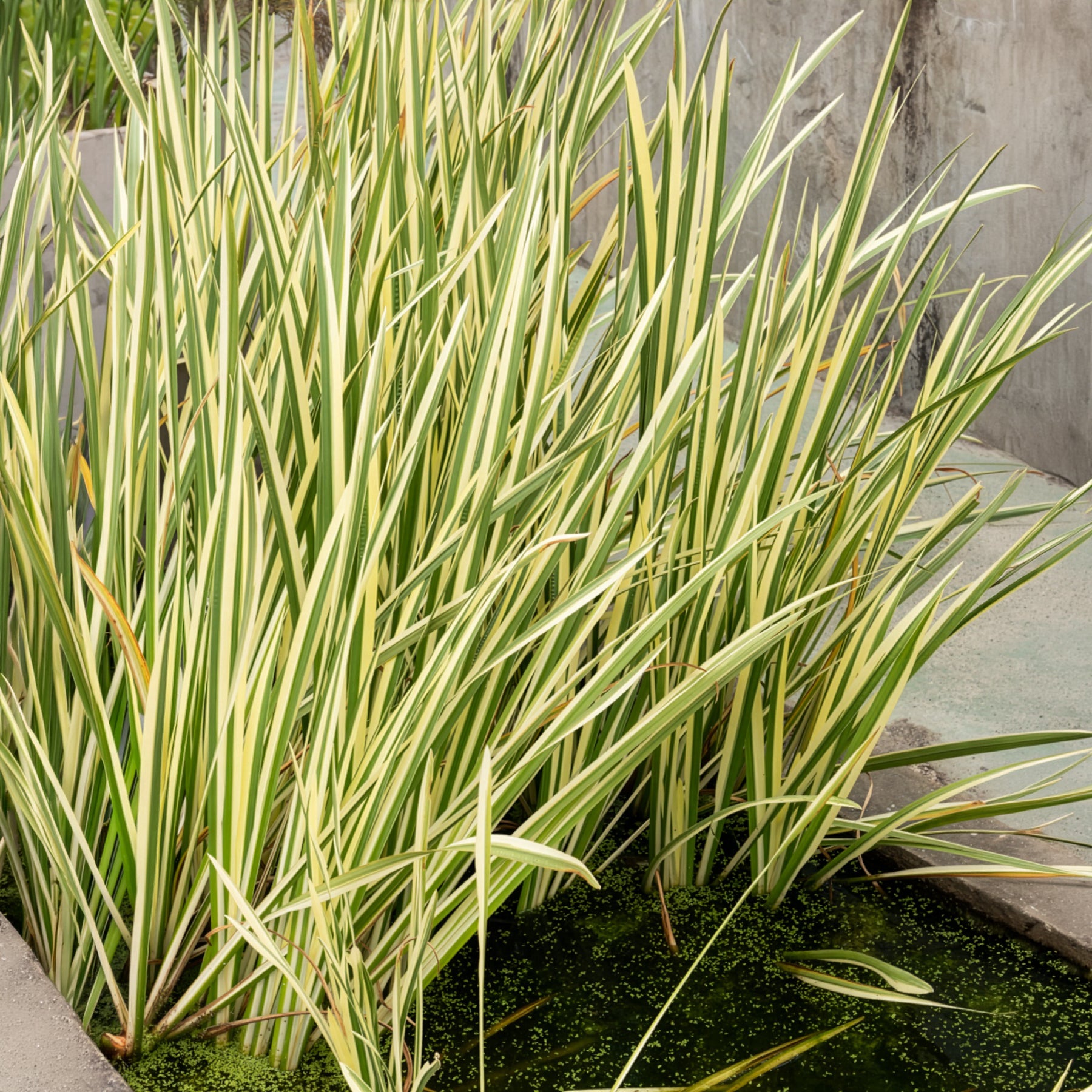 Uferpflanzen - Weißgestreifter Kalmus - Acorus calamus variegatus