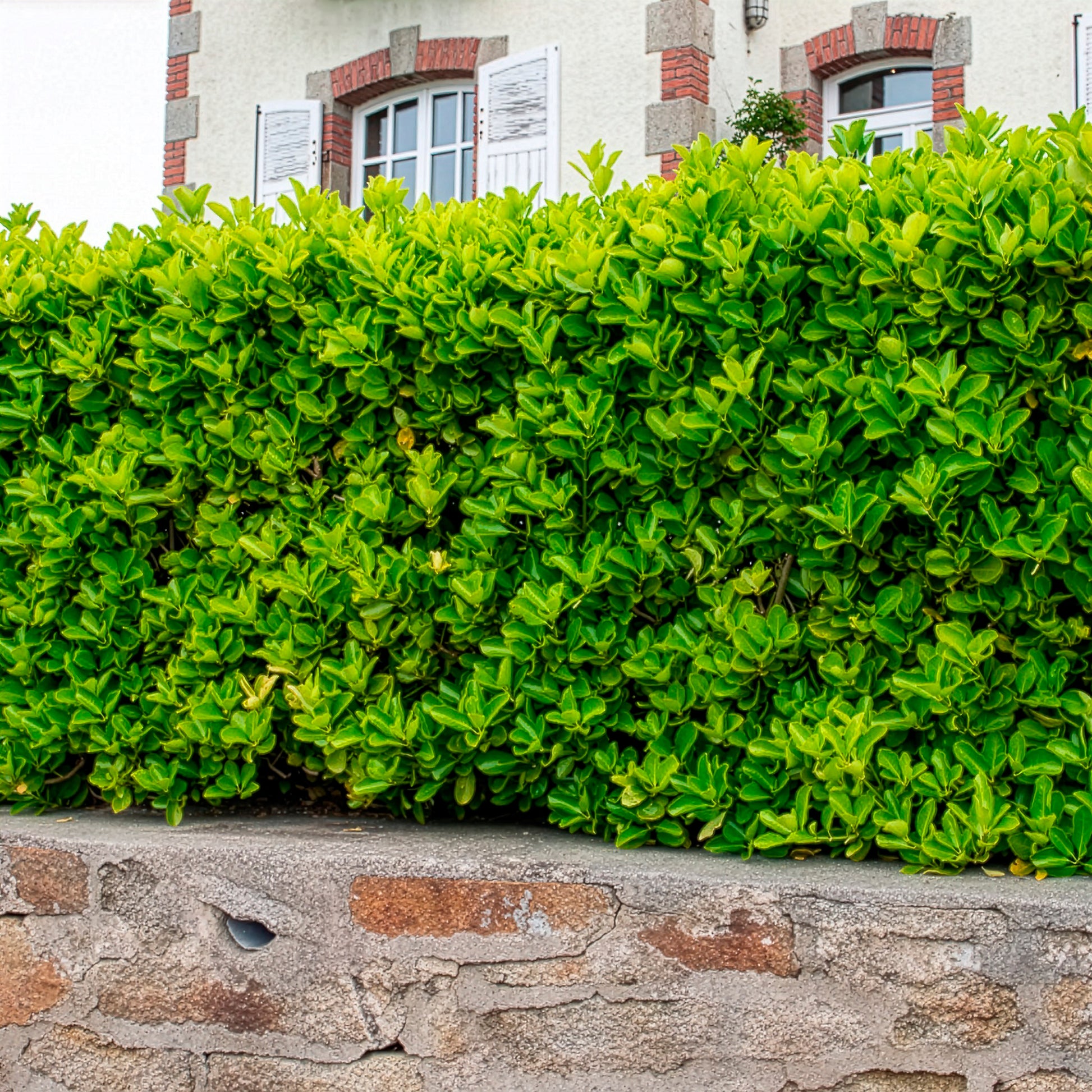Japanischer Spindelstrauch - Euonymus japonicus - Bakker