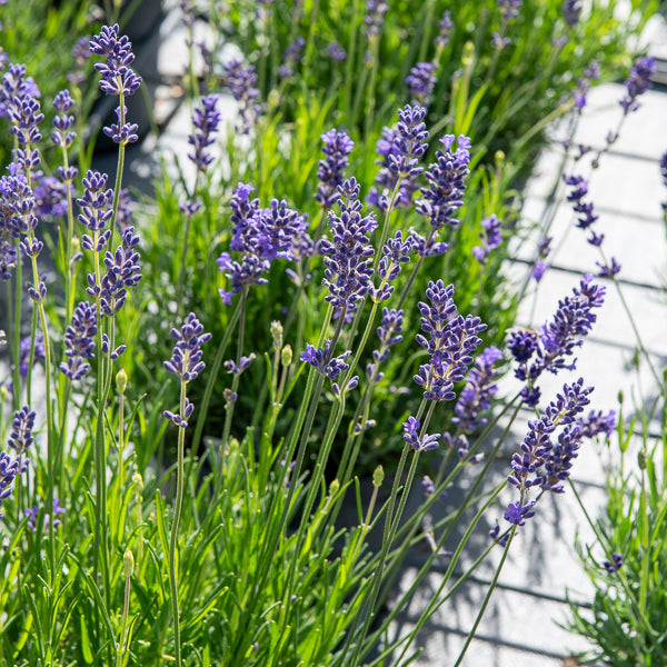 Lavandula angustifolia 'munstead' - Echter Lavendel Munstead - Lavendel