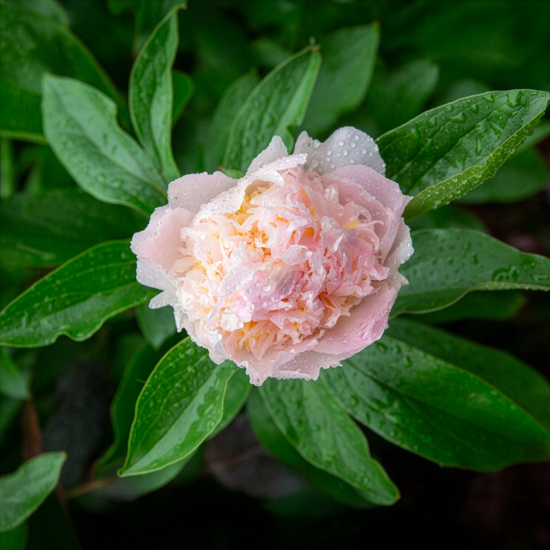 Edel-Pfingstrose Pfirsichblüte - Paeonia lactiflora peche - Bakker