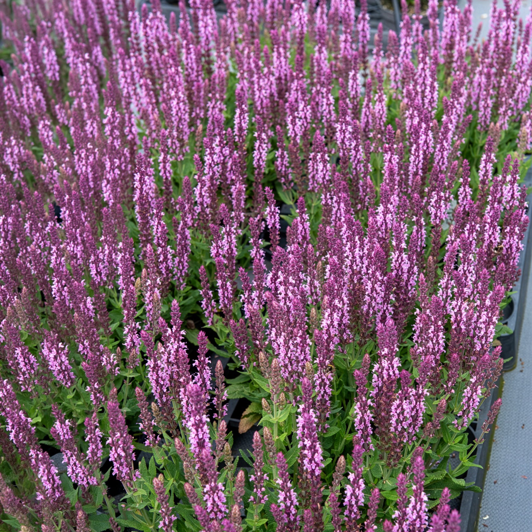 Salbei - Steppensalbei 'Sensation Pink' - Salvia nemorosa sensation pink