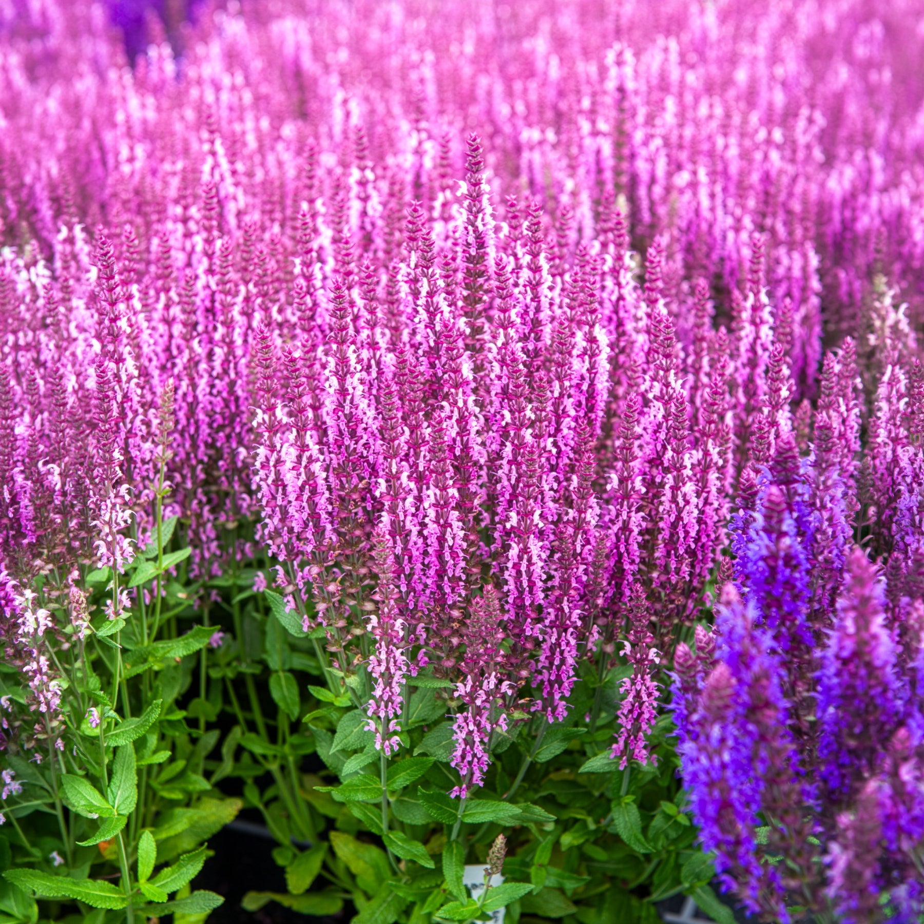 Steppensalbei 'Sensation Pink' - Bakker