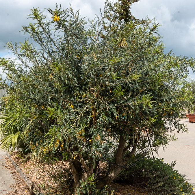 Kleinblättrige Sophora ‘Sun King’ - Sophora microphylla Sun King - Bakker