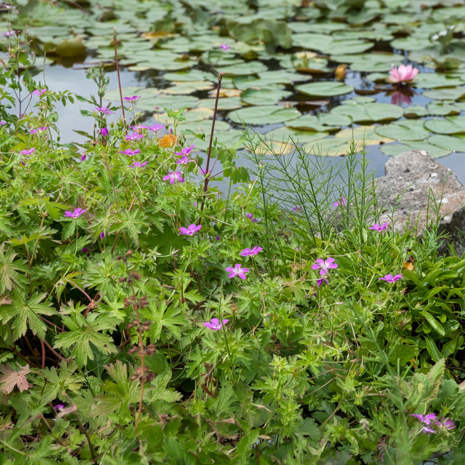 Geranium palustre - Sumpf-Storchschnabel - Geranien