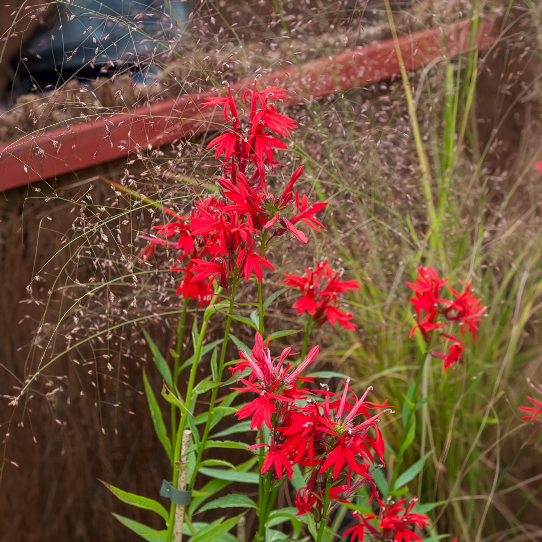 Lobelia cardinalis - Kardinalslobelie - Alle Teichpflanzen