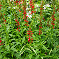 Alle Teichpflanzen - Kardinalslobelie - Lobelia cardinalis