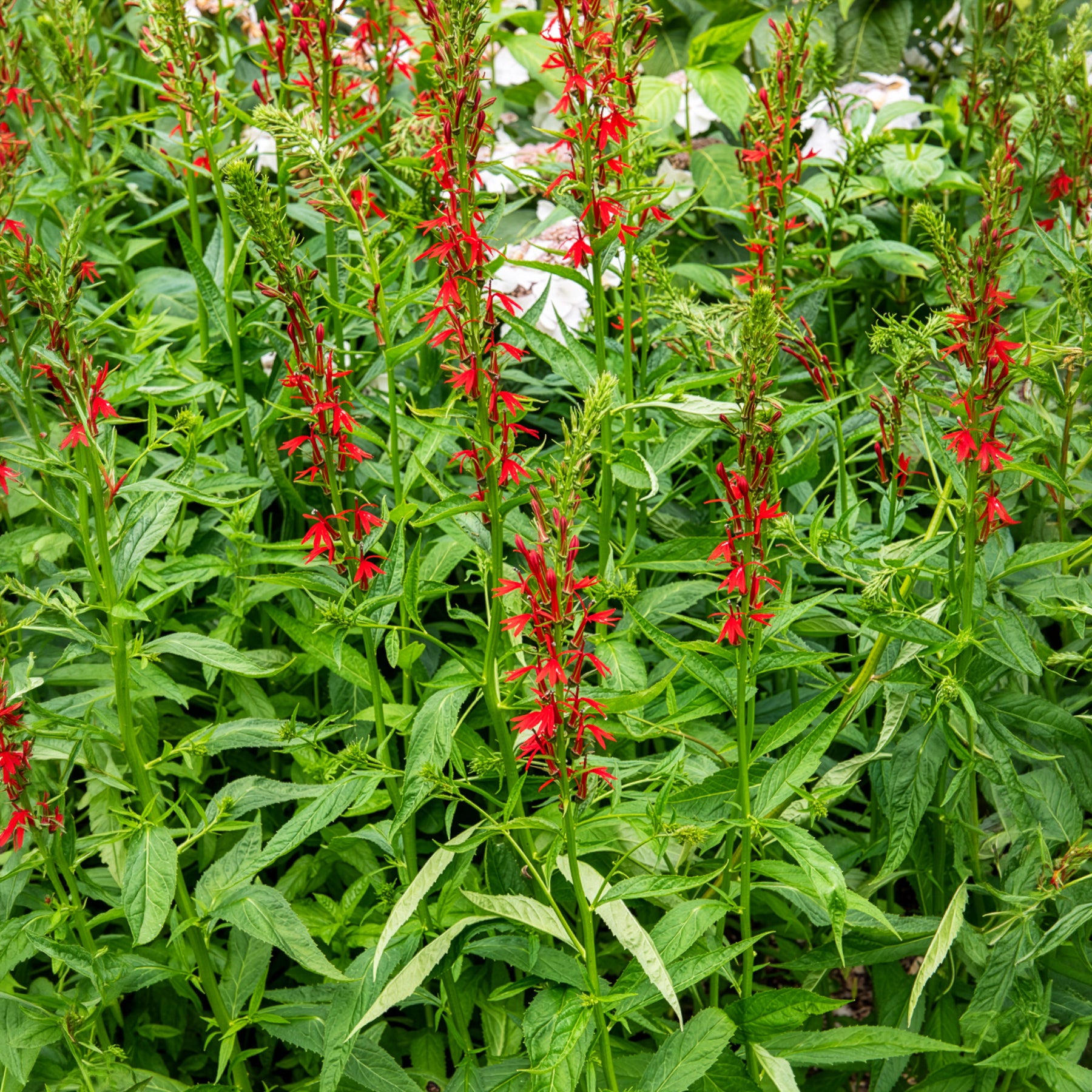 Alle Teichpflanzen - Kardinalslobelie - Lobelia cardinalis