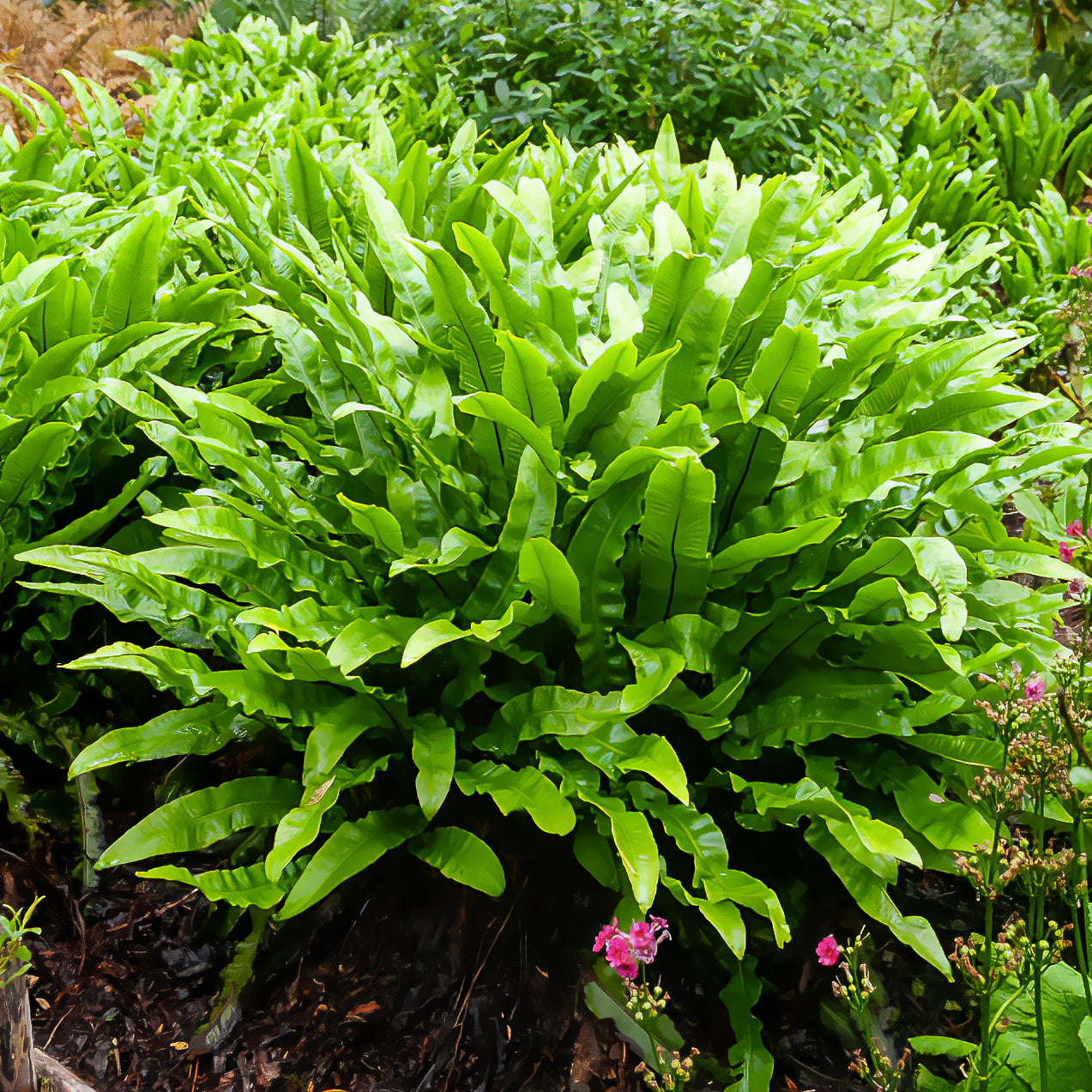 Hirschzungenfarn - Asplenium scolopendrium - Bakker